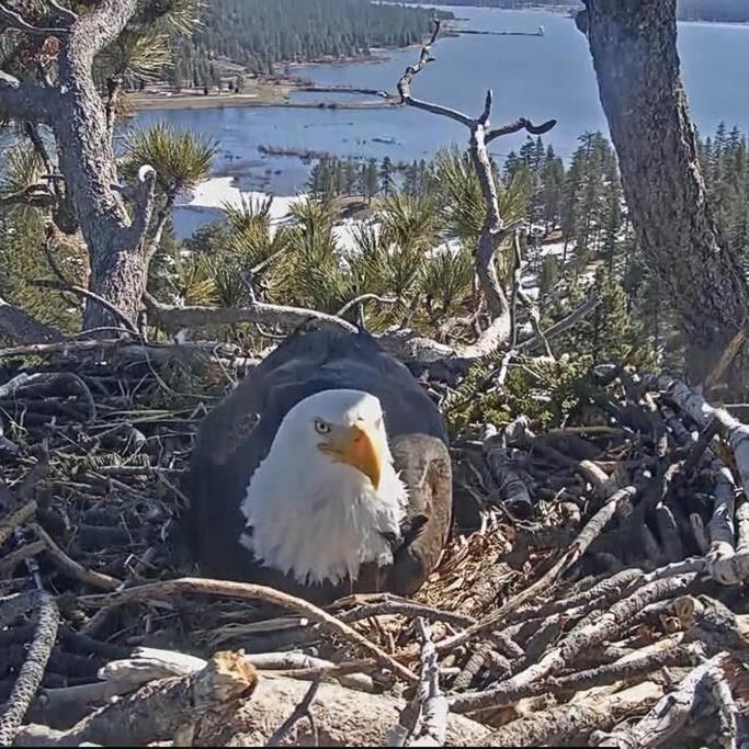 Hatch watch is underway at a California bald eagle nest monitored by a popular online camera feed